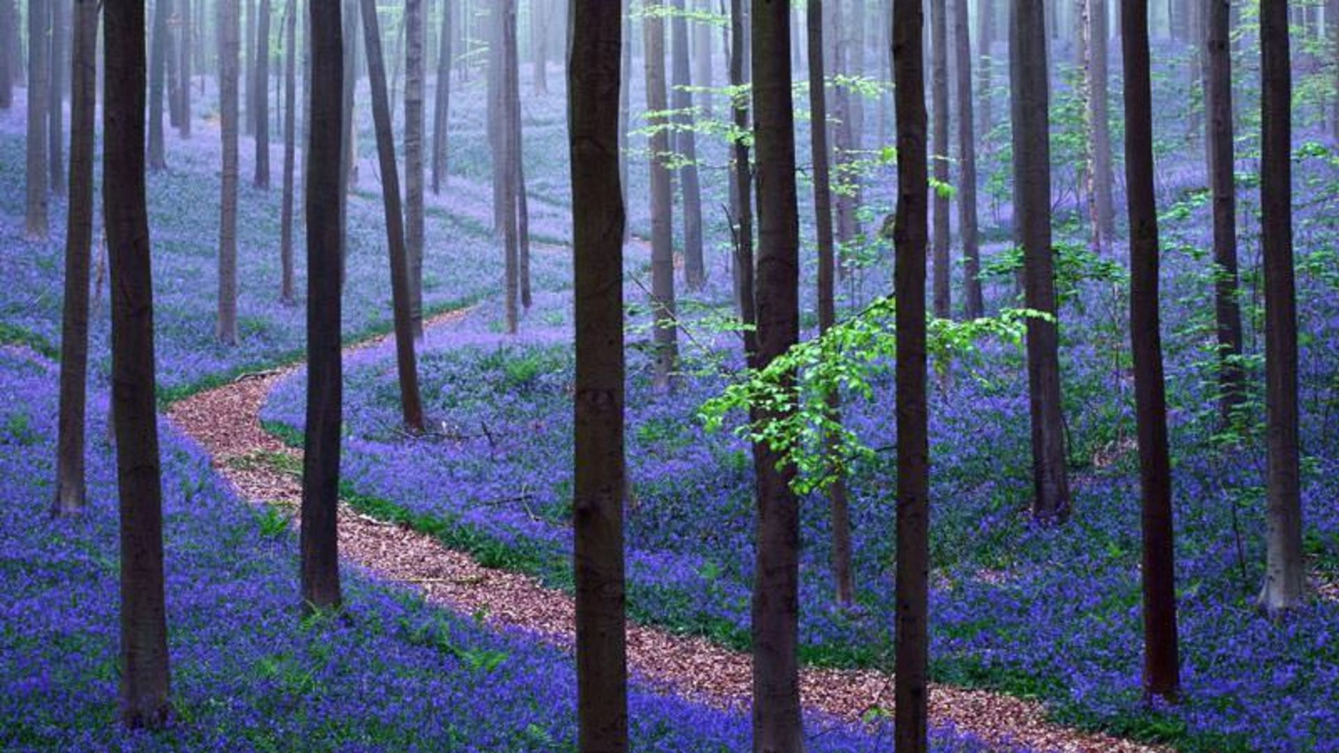 جنگل هالربوس