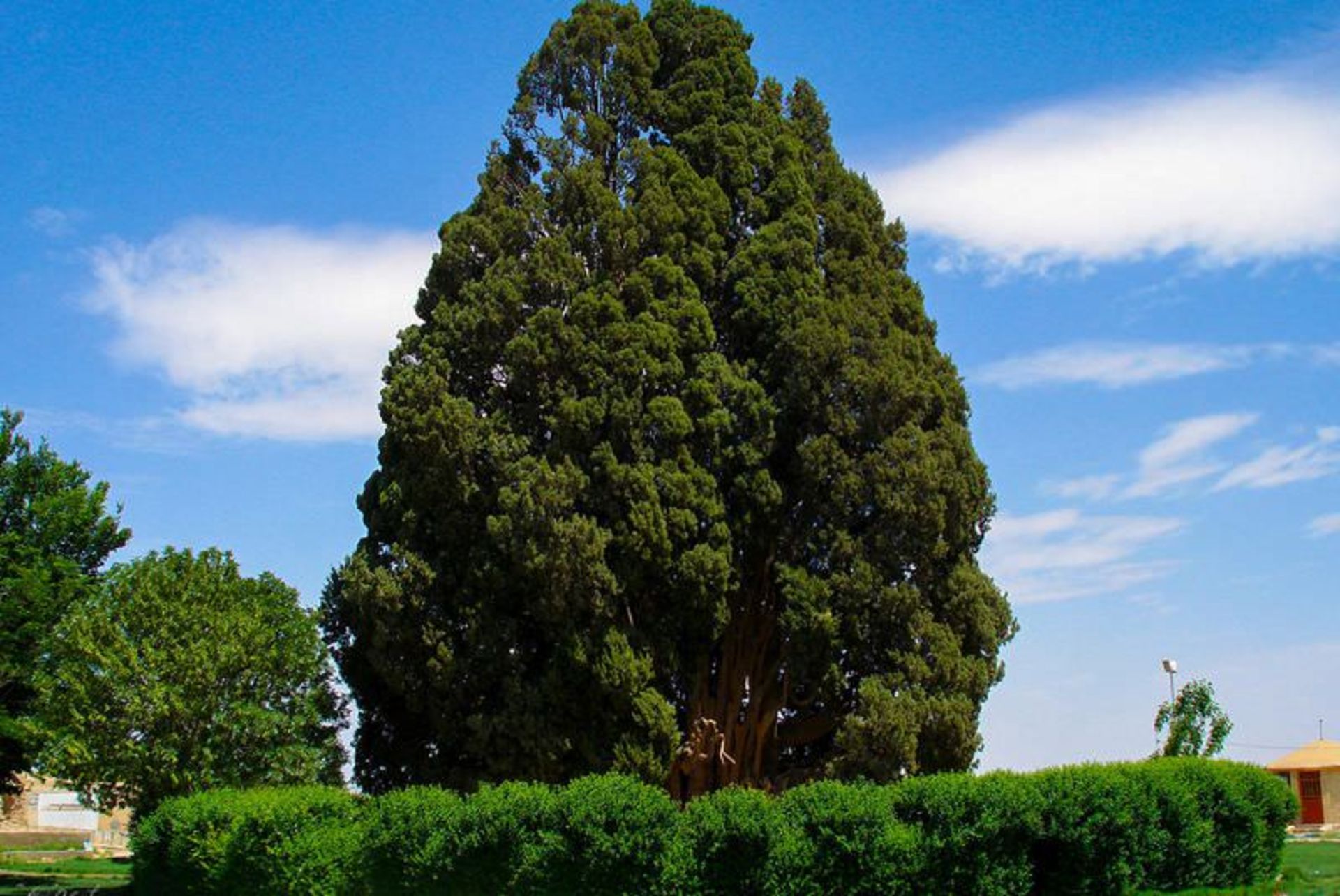 سرو ابرکوه