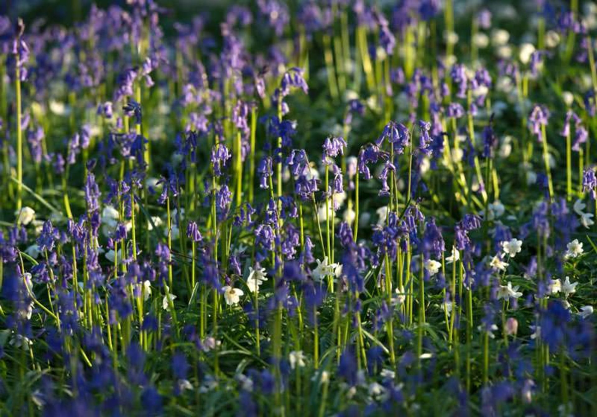 جنگل هالربوس