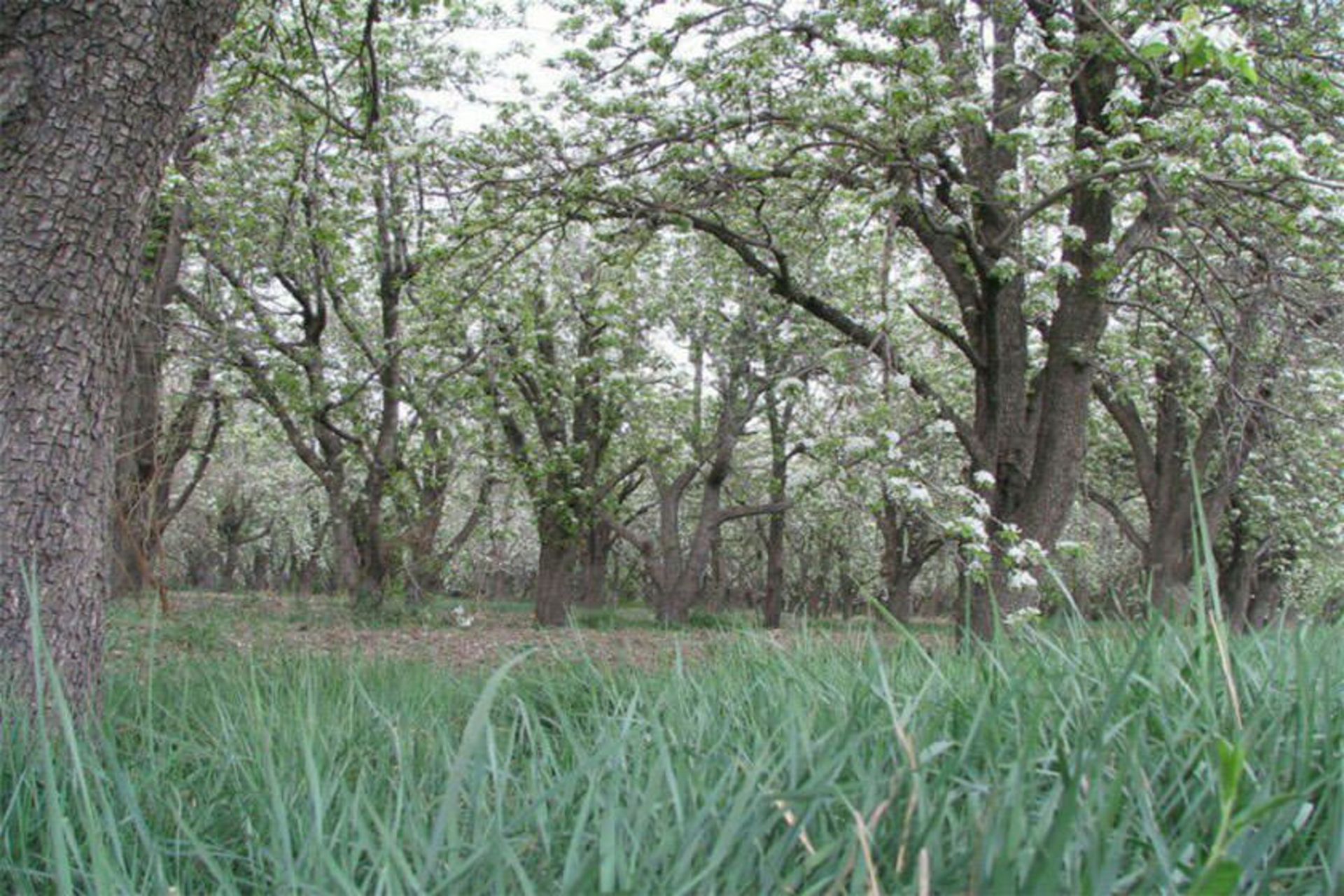 باغ سیب مهرشهر
