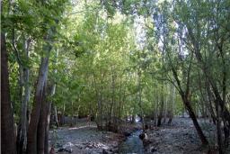 رودخانه دلبر