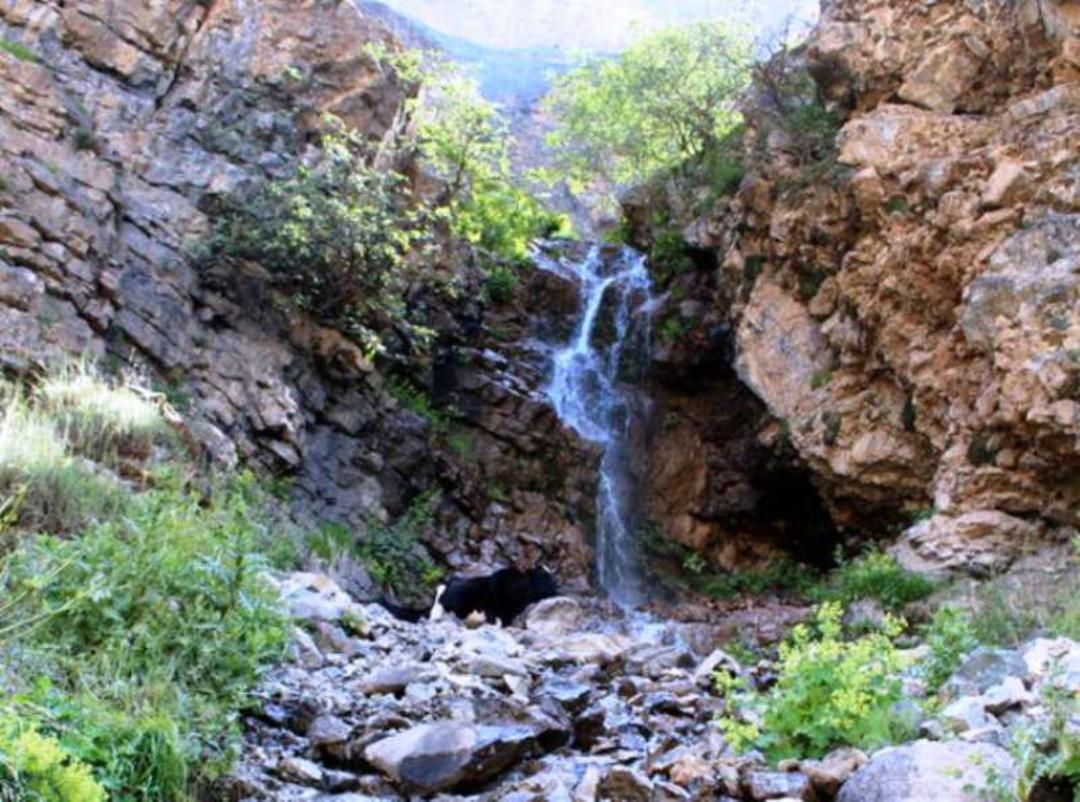 هریجان