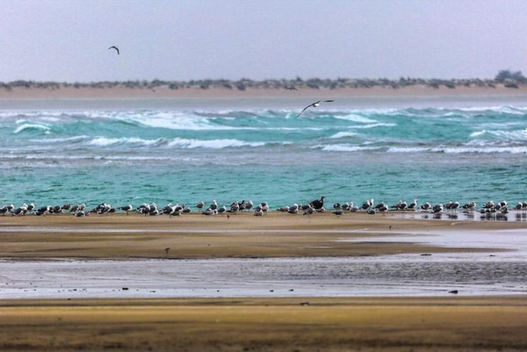 ساحل خلیج گواتر