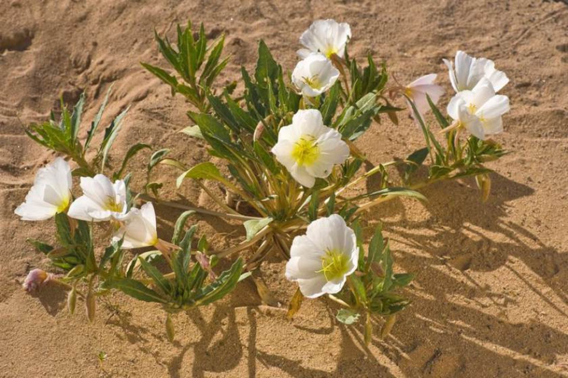 گل - دره مرگ