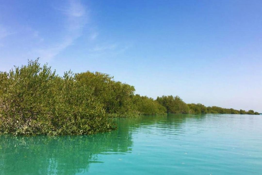 جنگل های حرا