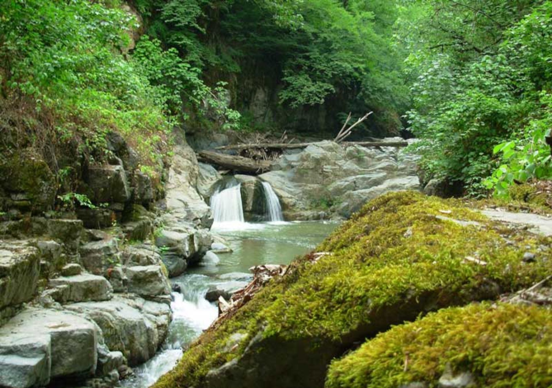 جنگل های لریک (Lerik Forests)