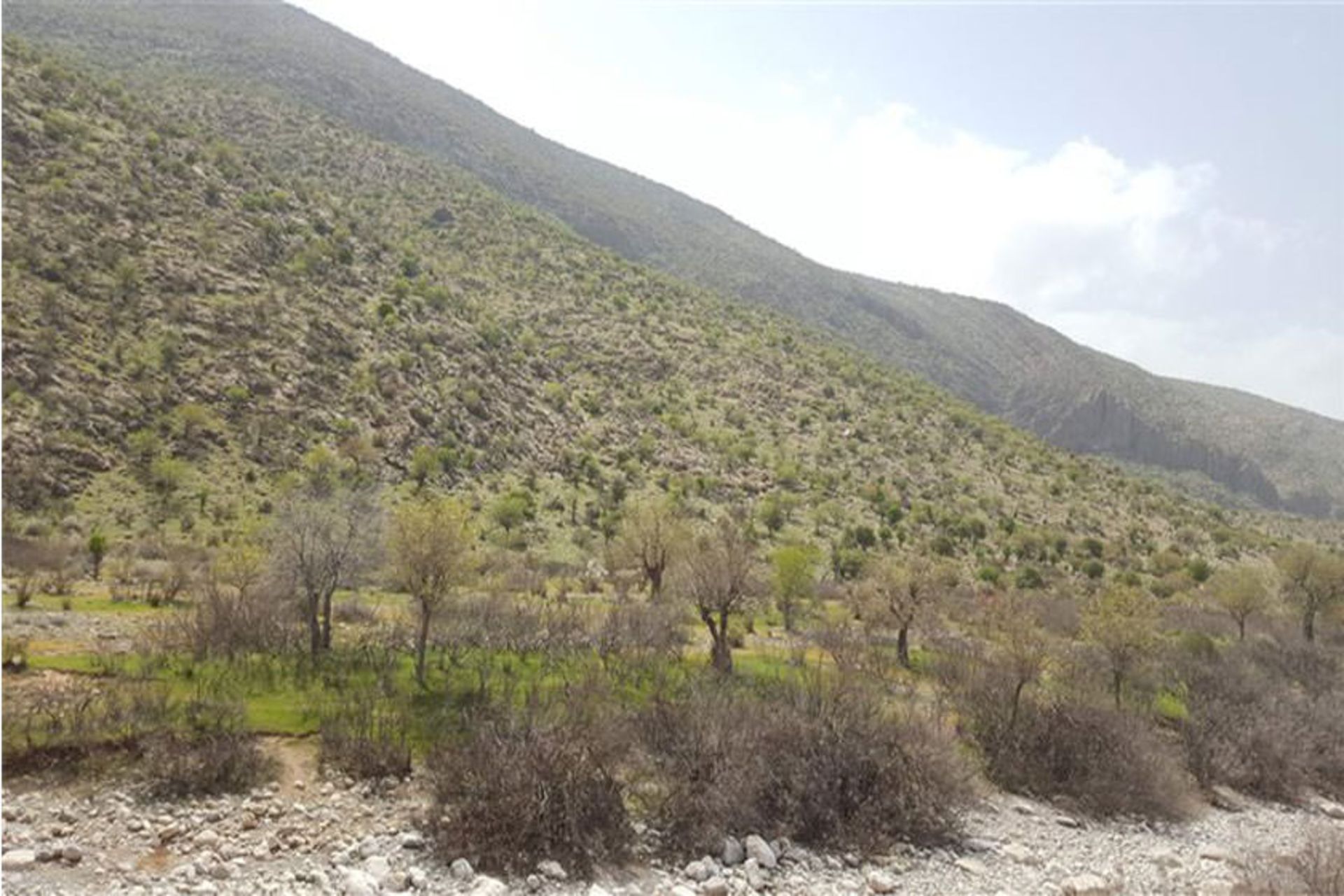 تیر باغ 