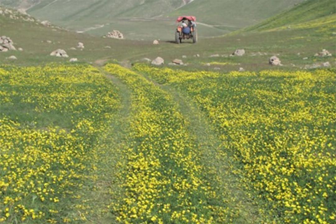 هوشنگ میدانی