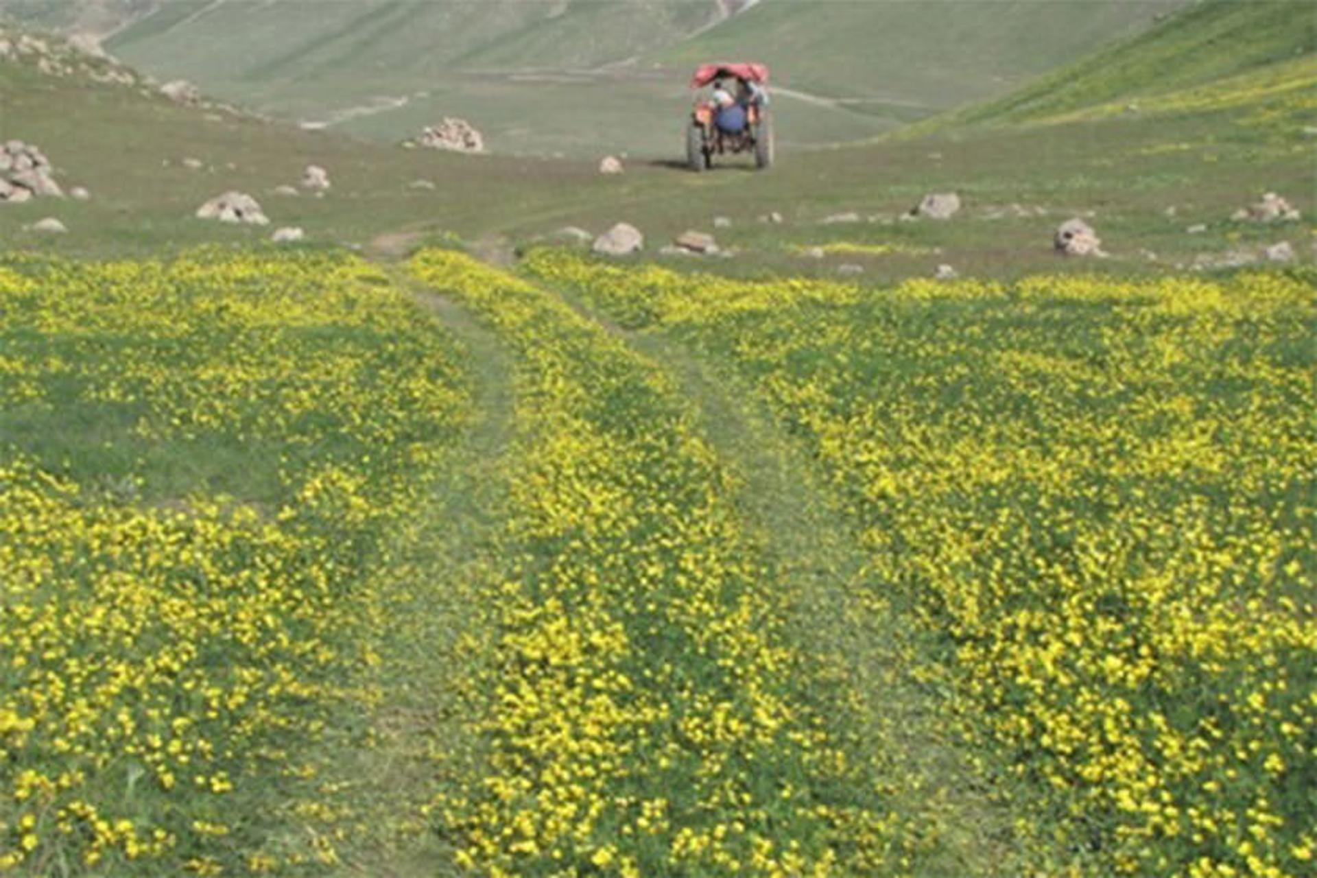 هوشنگ میدانی