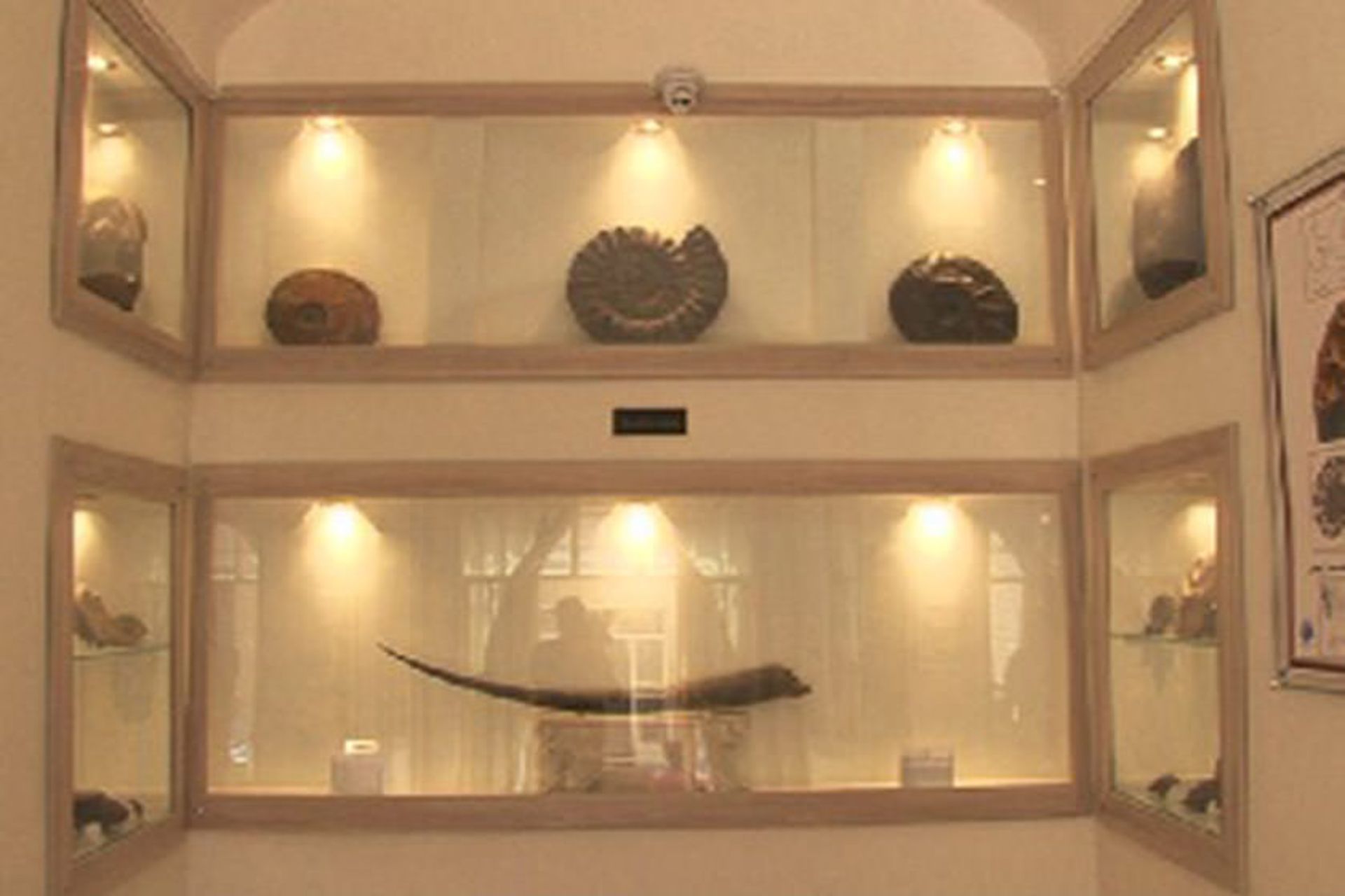 موزه دیرینه شناسی یزد