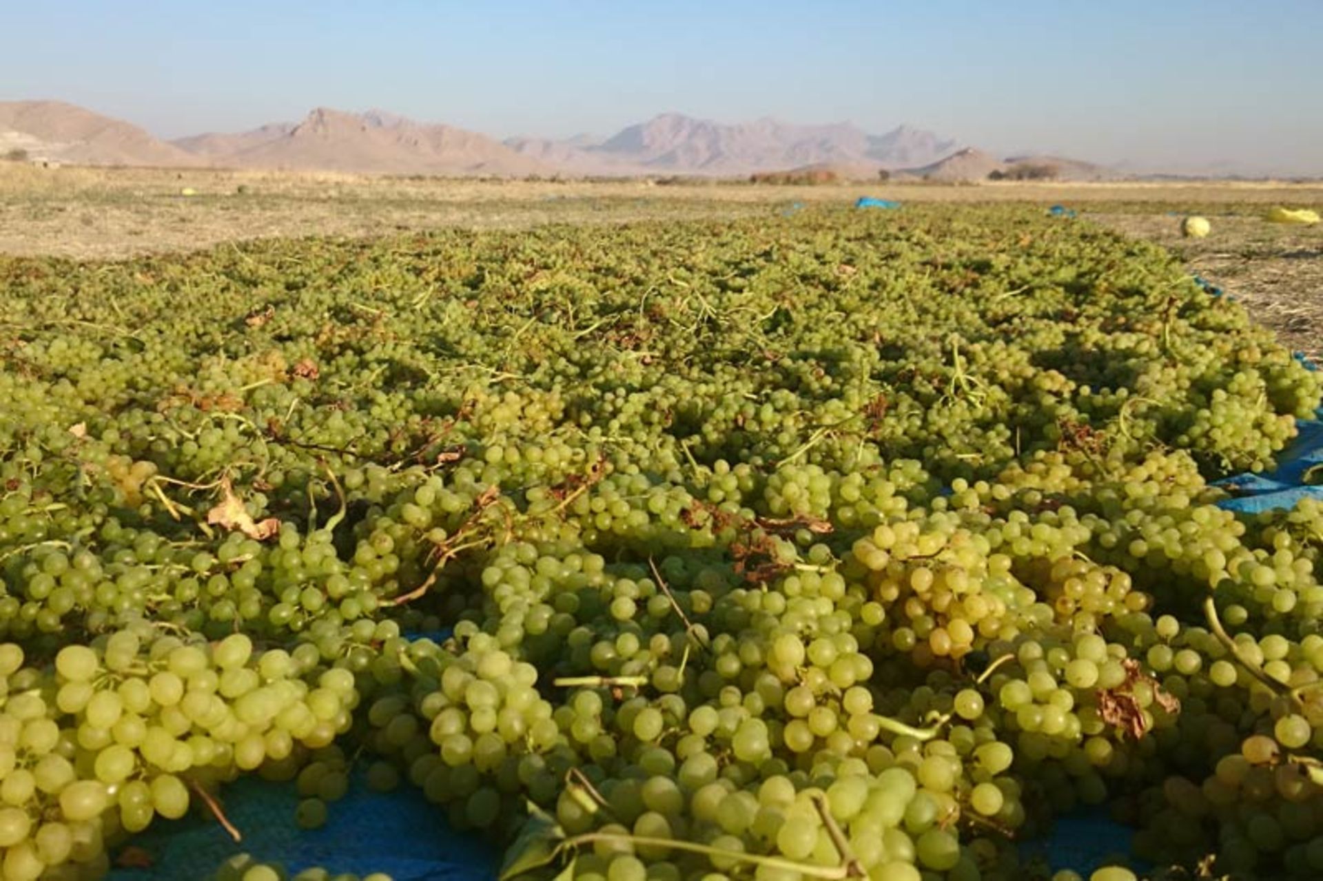 انگورچینی