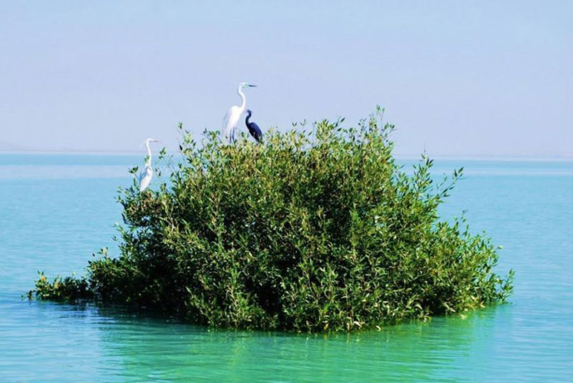 جنگل های حرا 