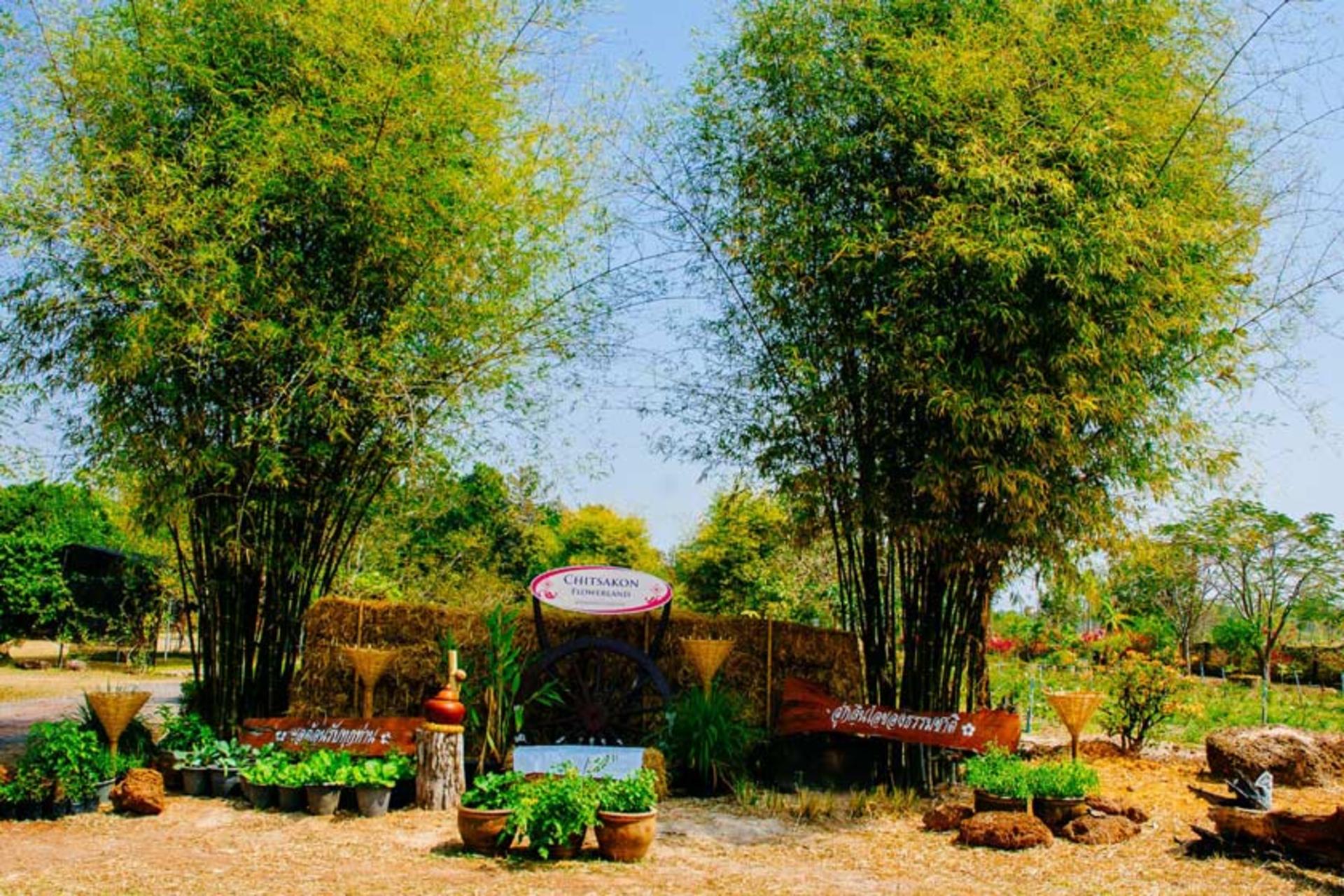 امنات چاروئن