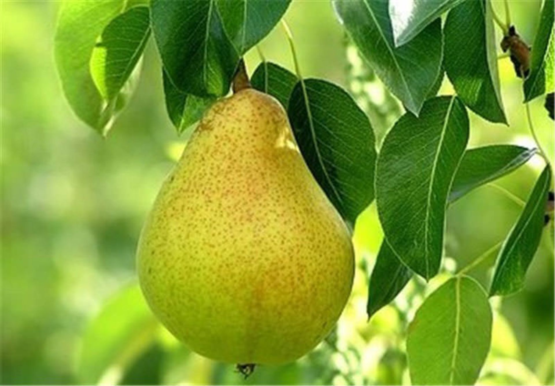گلابی نطنز