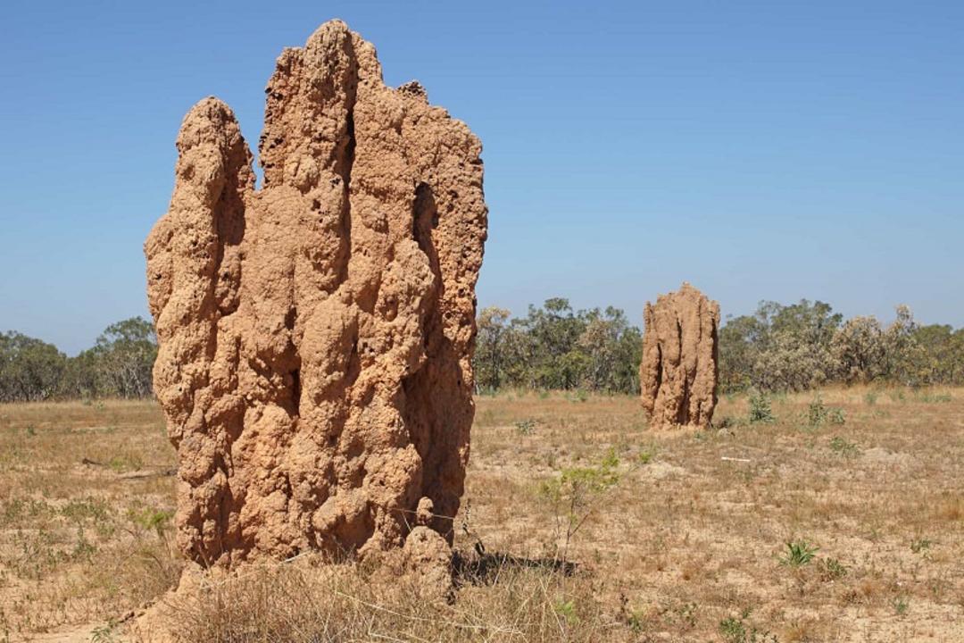 موریانه