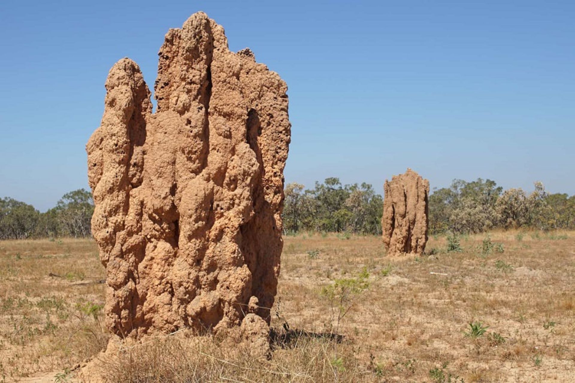 موریانه