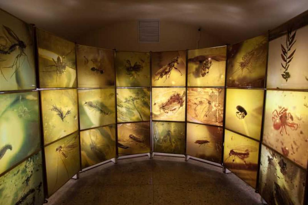 موزه کهربا (Museum of Amber)
