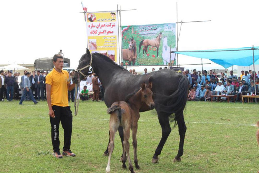 جشنواره اسب ترکمن