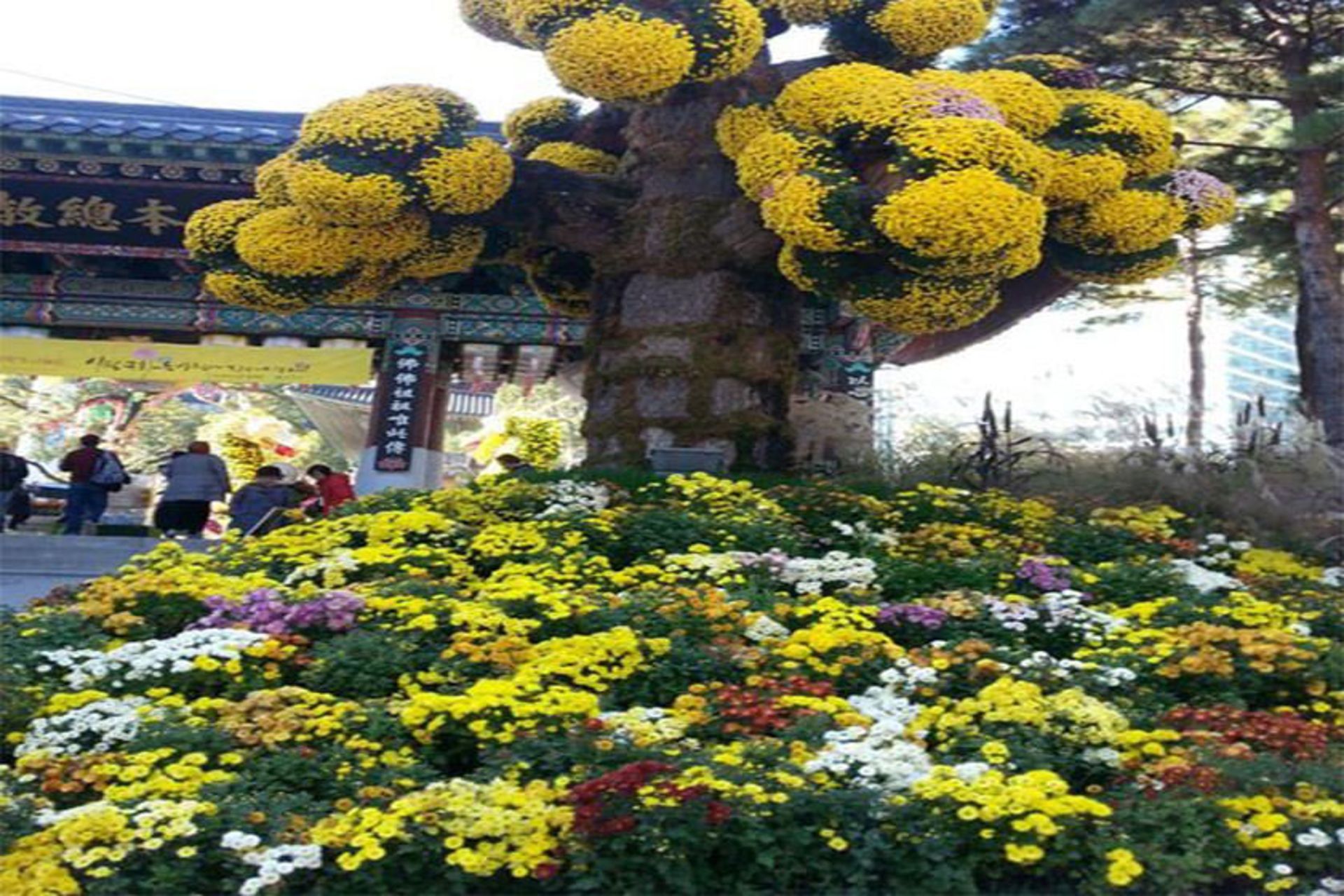 معبد جوگیسا
