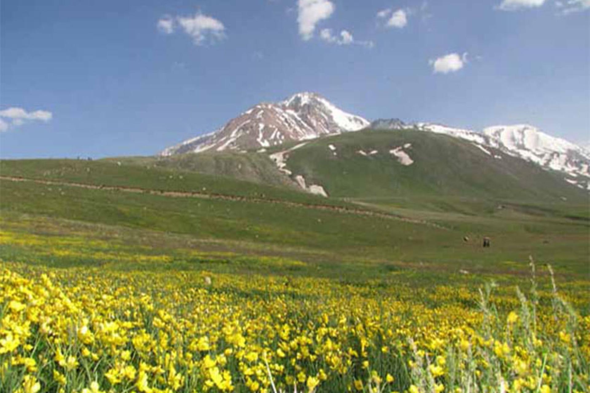 هوشنگ میدانی
