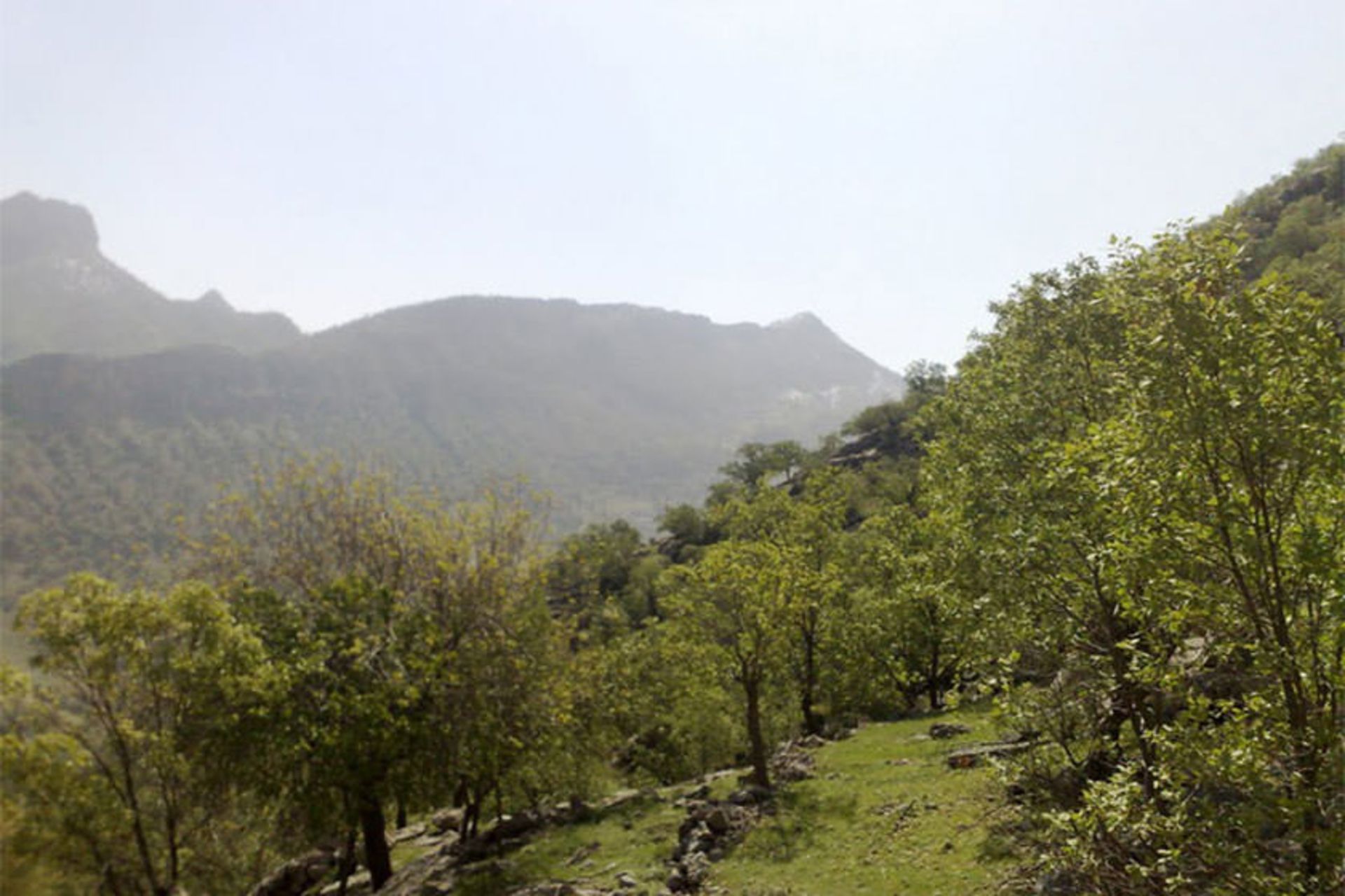 منطقه حفاظت‌شده کوه خامین