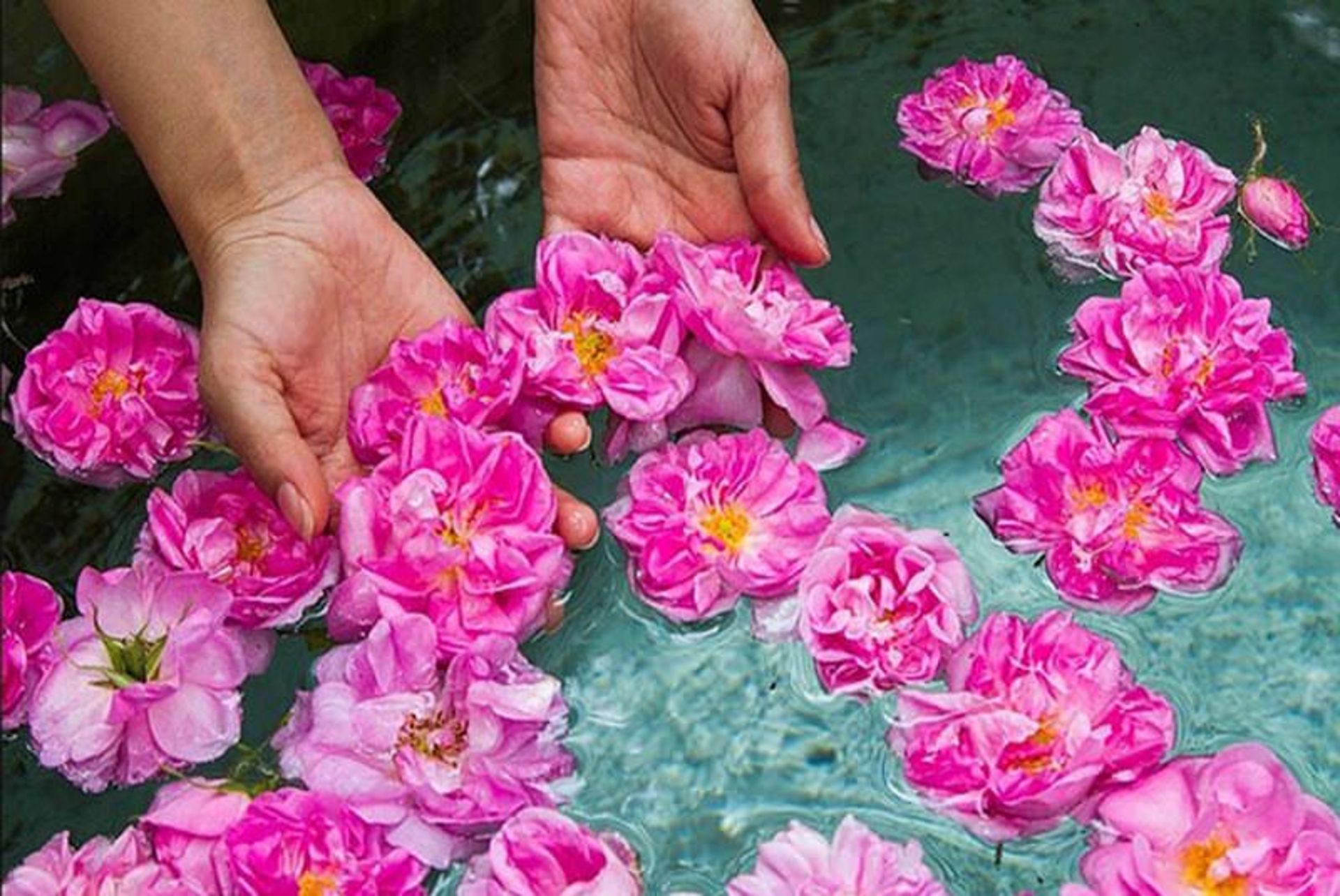 گل محمدی