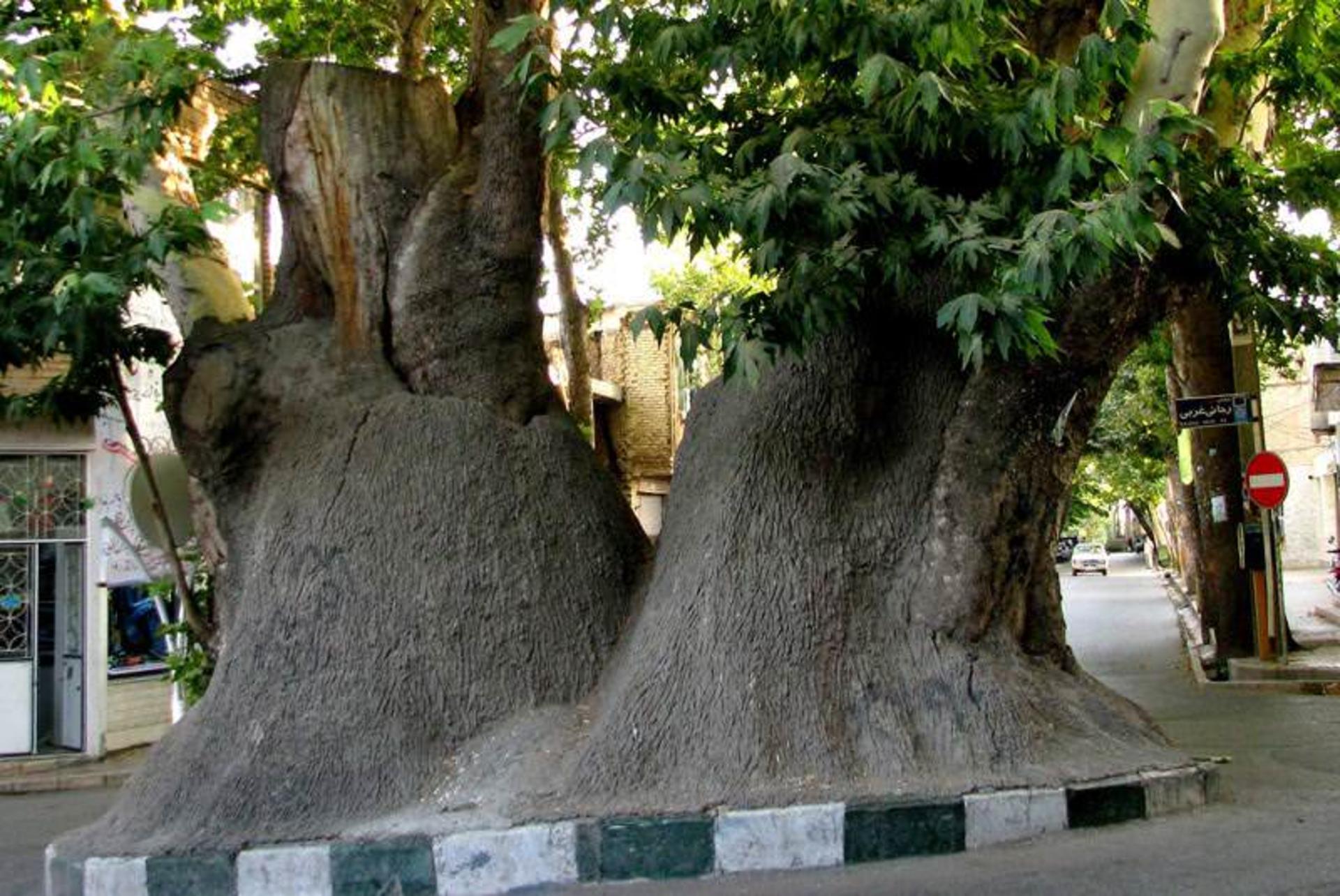 چنار محلات