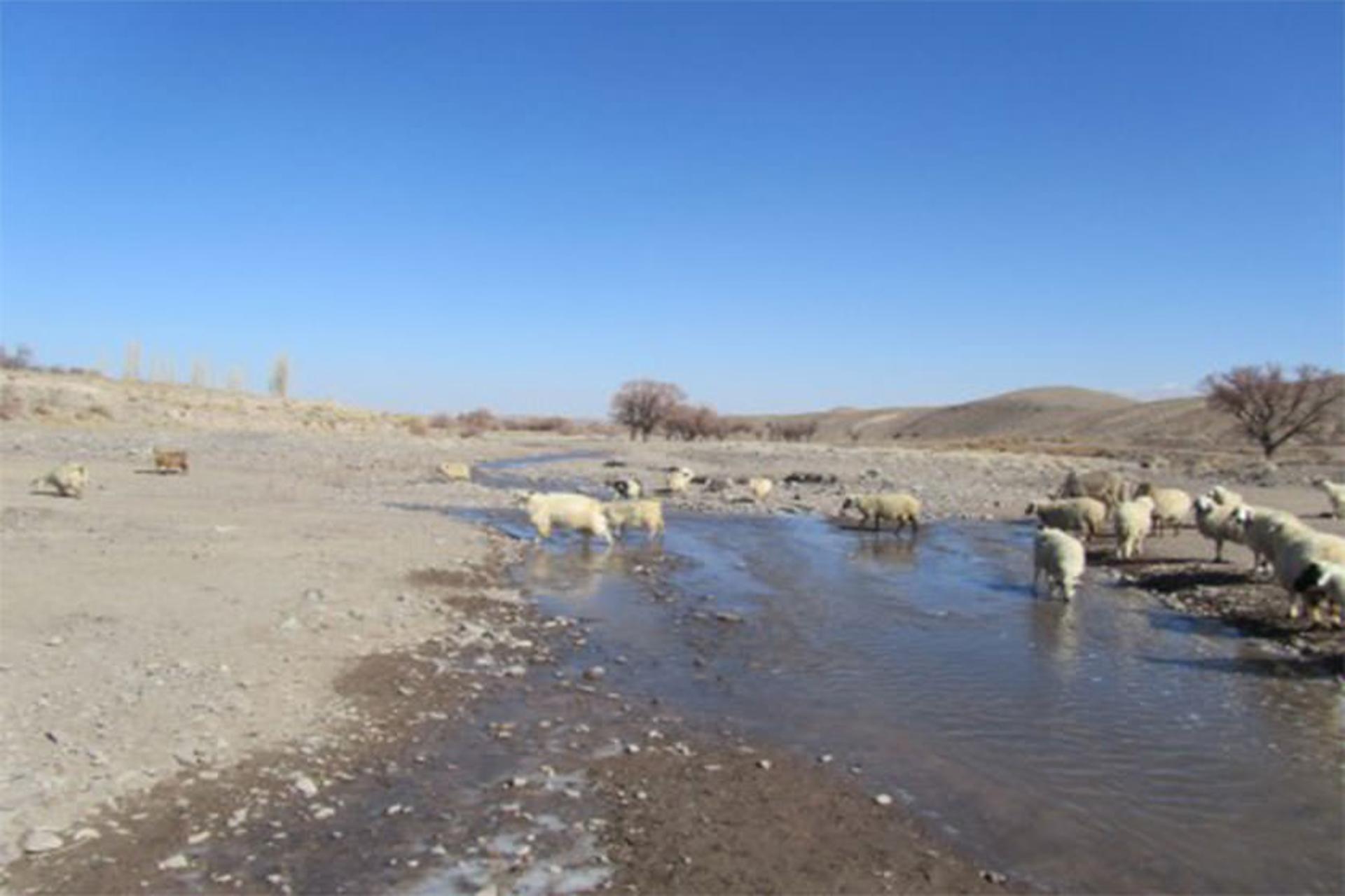 رودخانه چاری