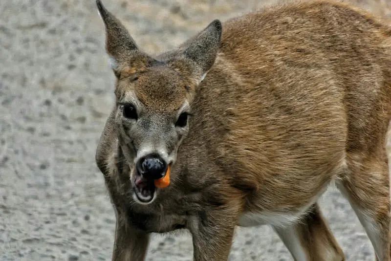 کانگوروها