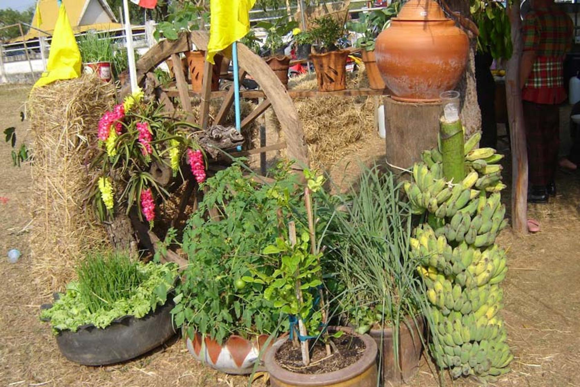 امنات چاروئن
