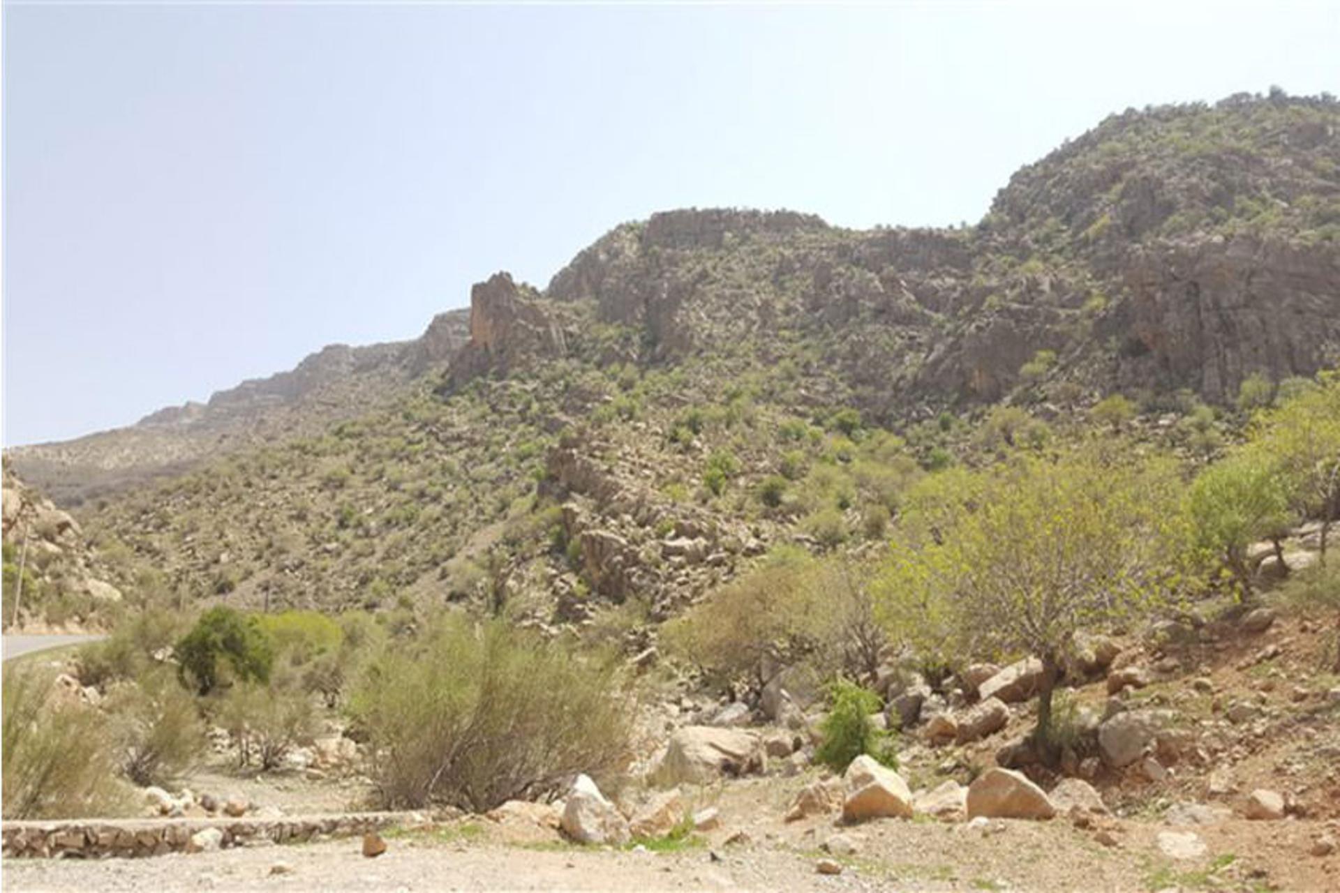 تیر باغ 