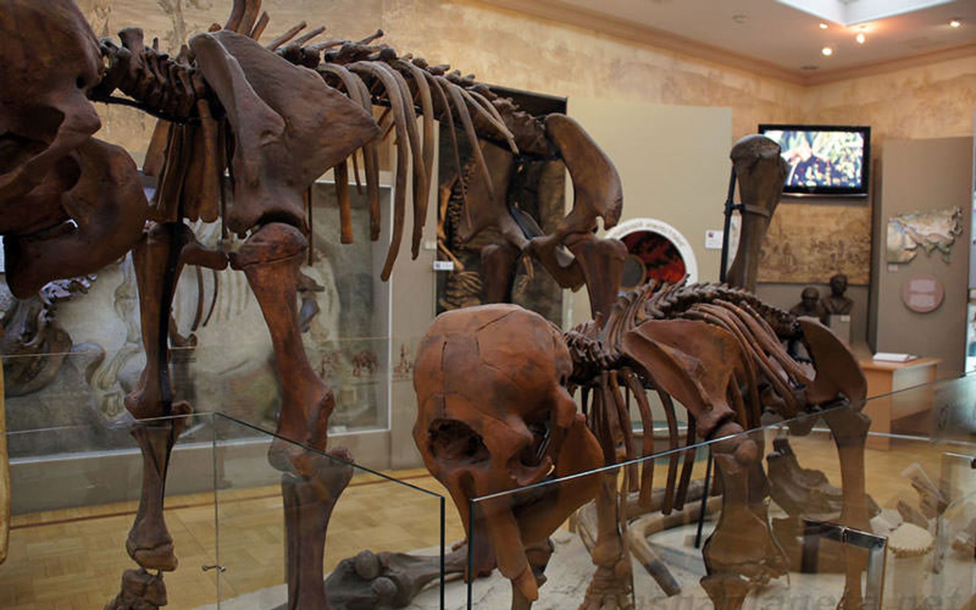 موزه ملی تاریخ طبیعی جمهوری تاتارستان (Tatarstan Museum of Natural History)