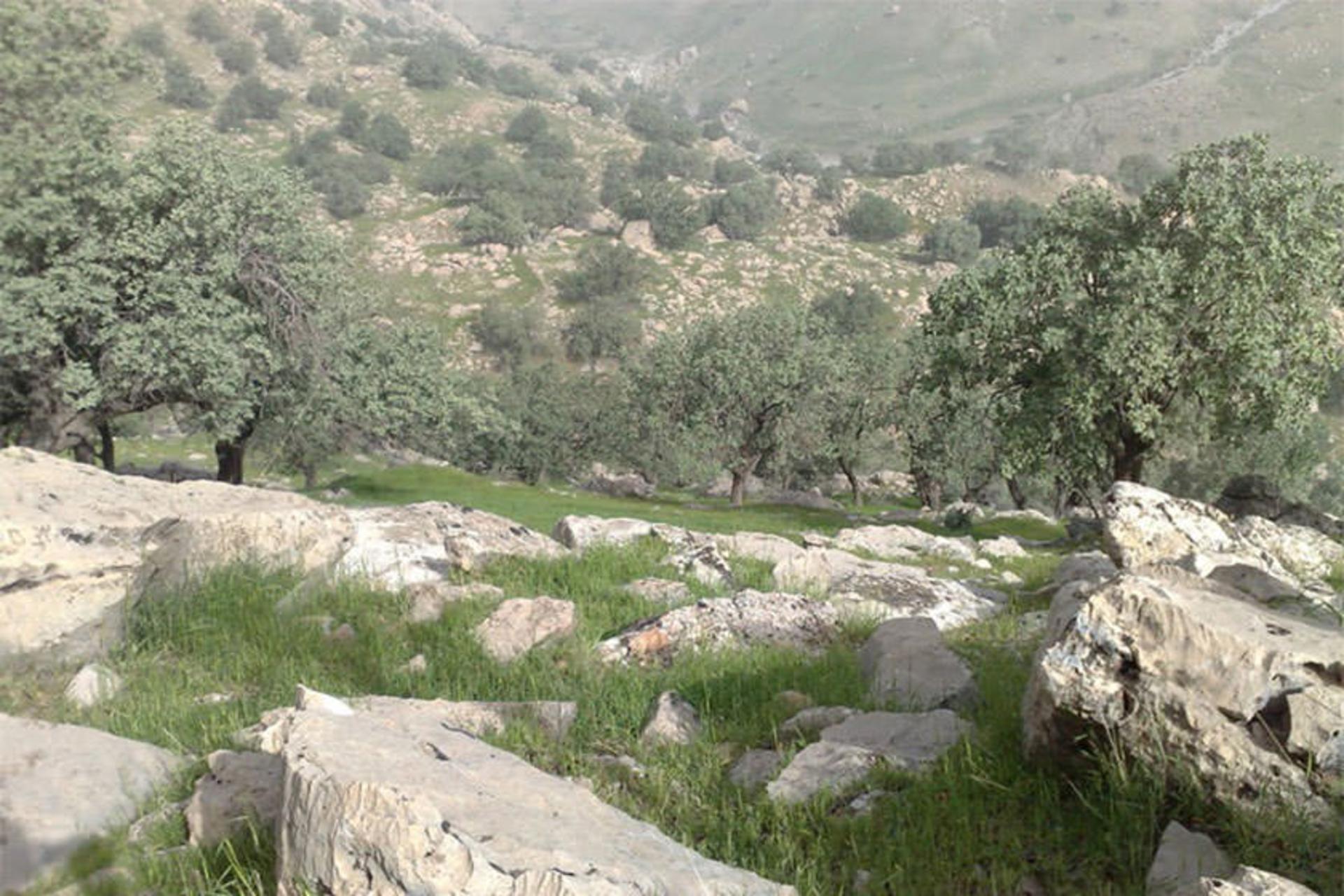 منطقه حفاظت‌شده کوه خامین
