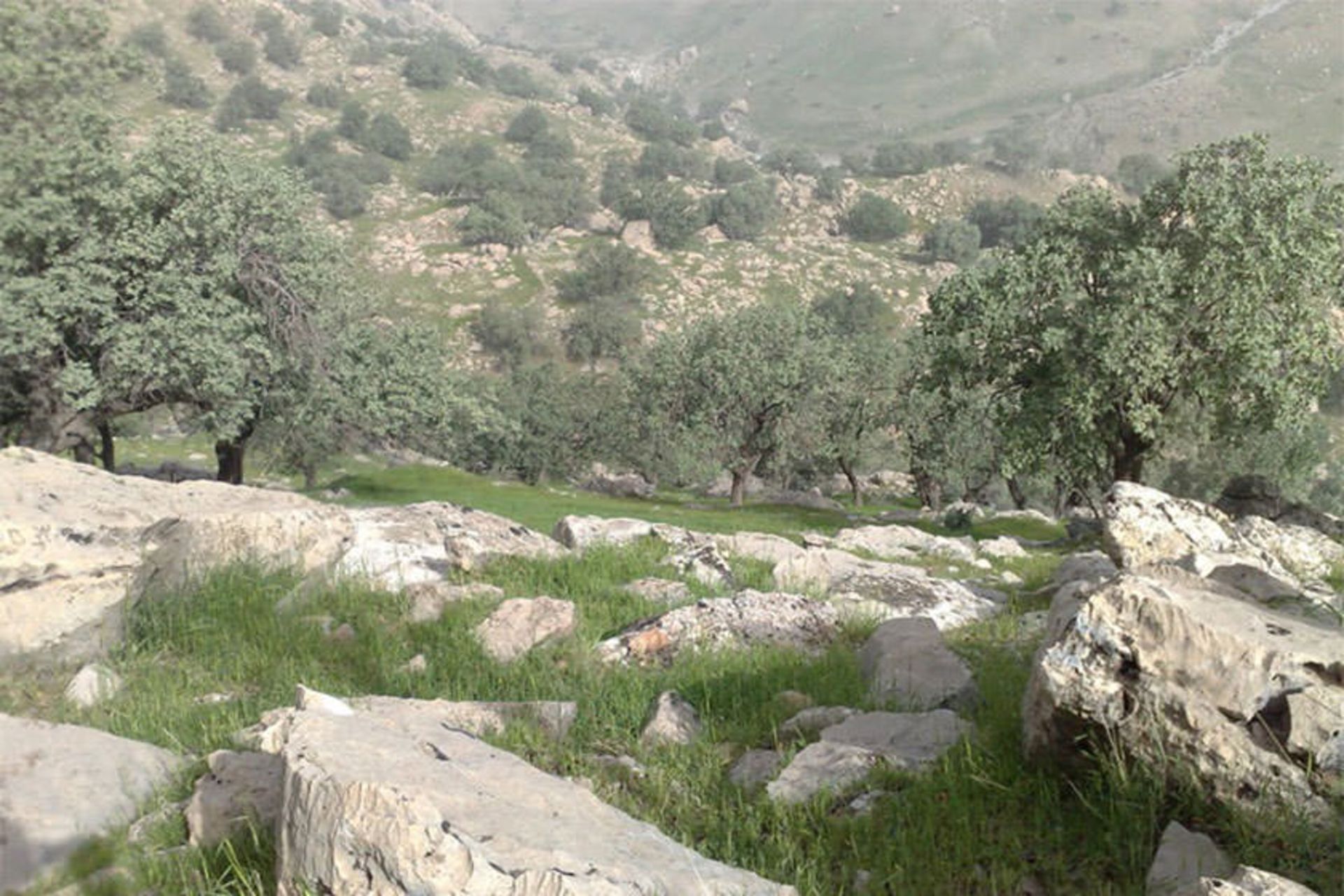 منطقه حفاظت‌شده کوه خامین