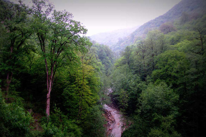 جنگل هیرکانی ایران