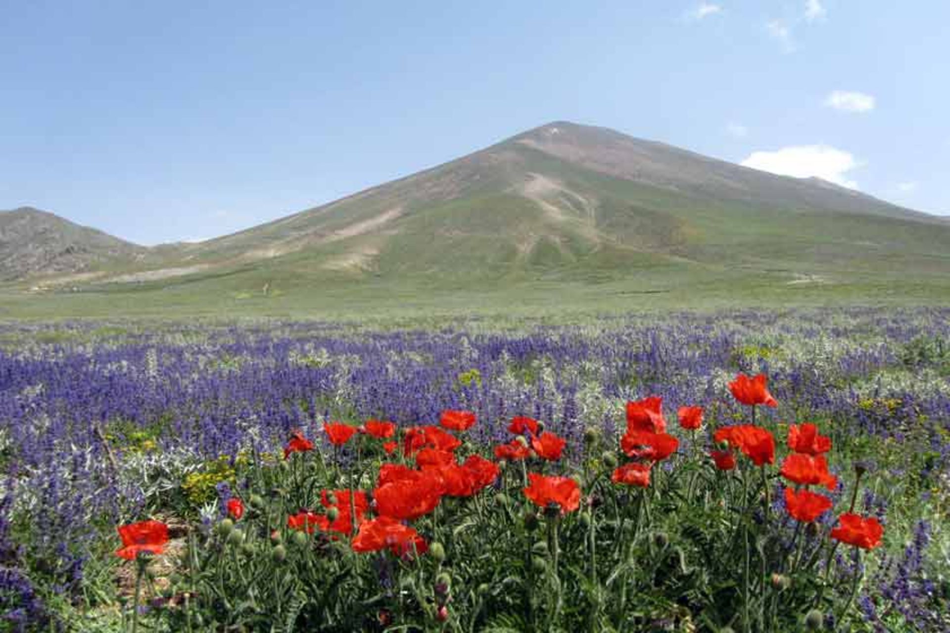 کوه سهند