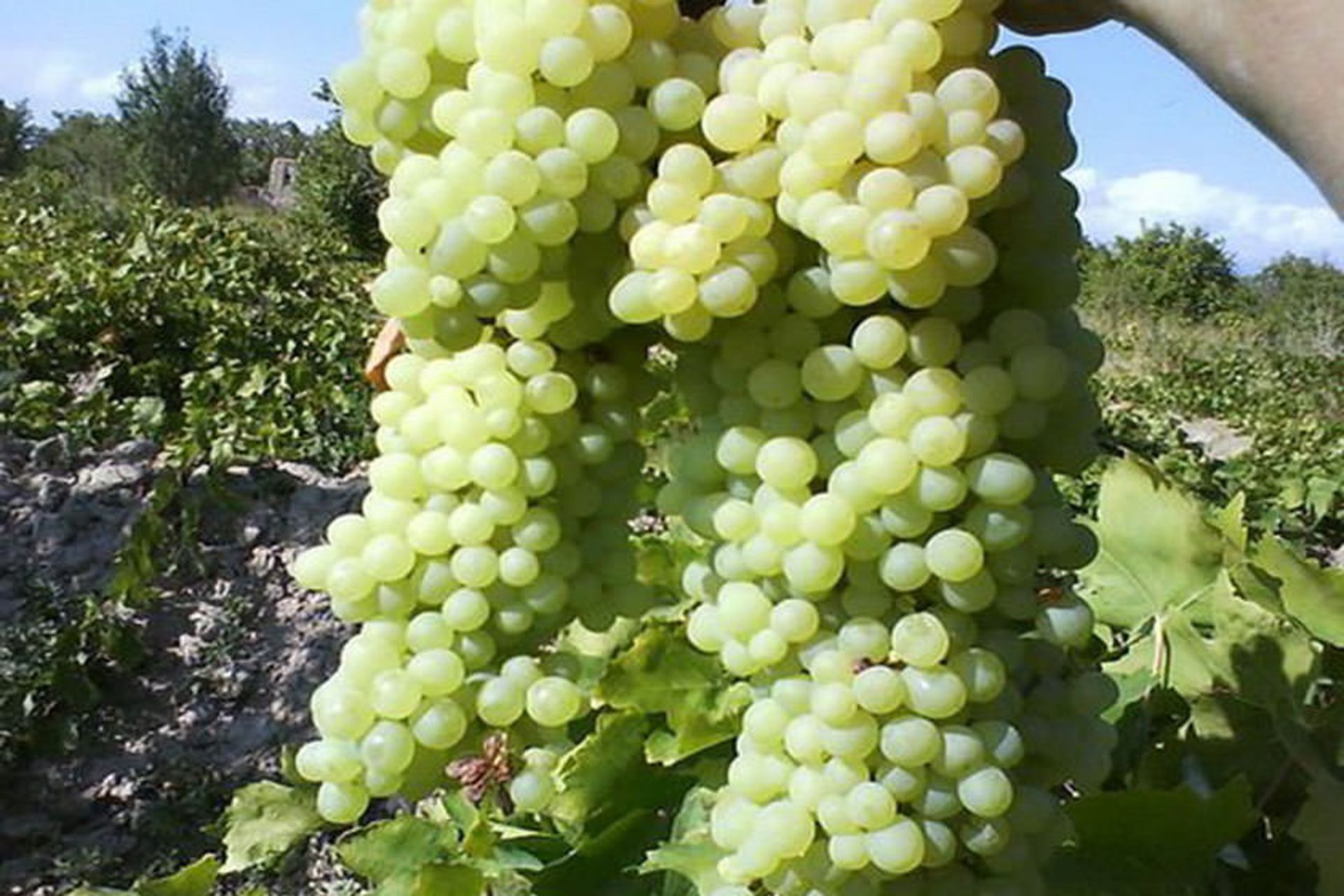 انگور مراغه