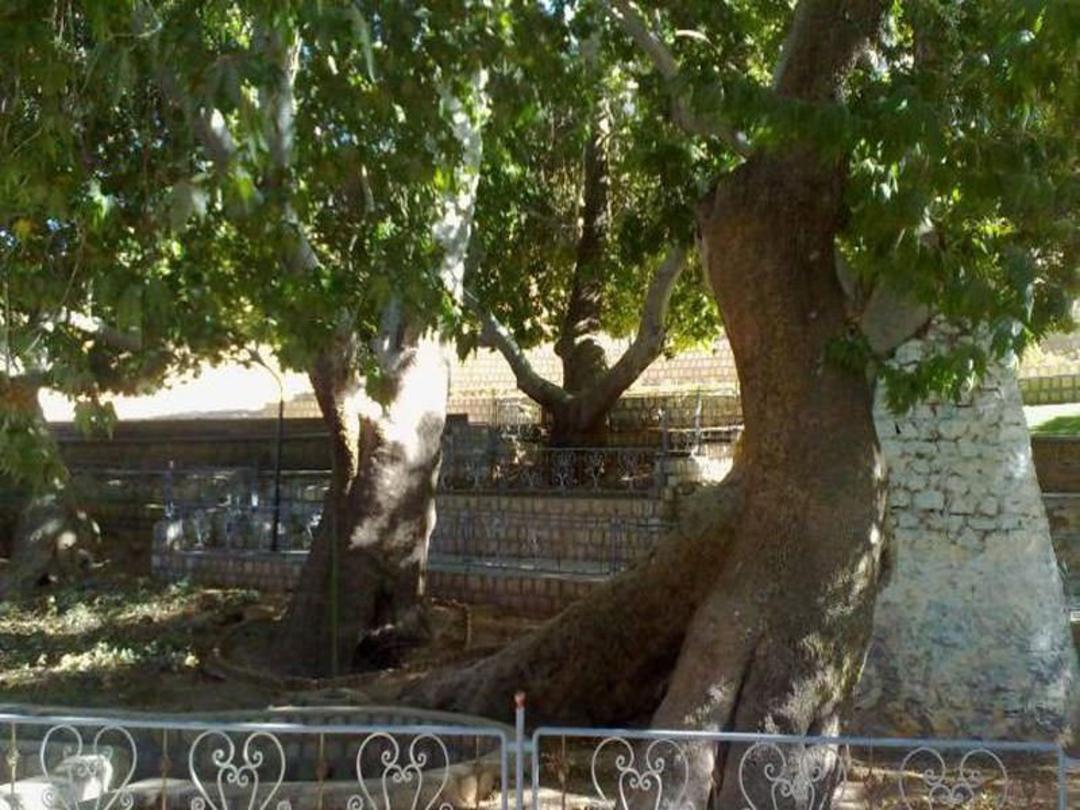 سیاسرد بروجن