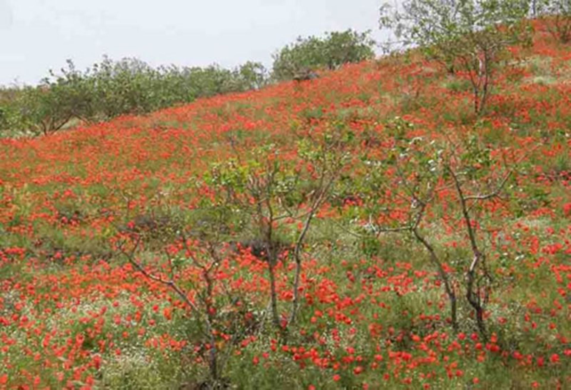 باغ-کشمیر