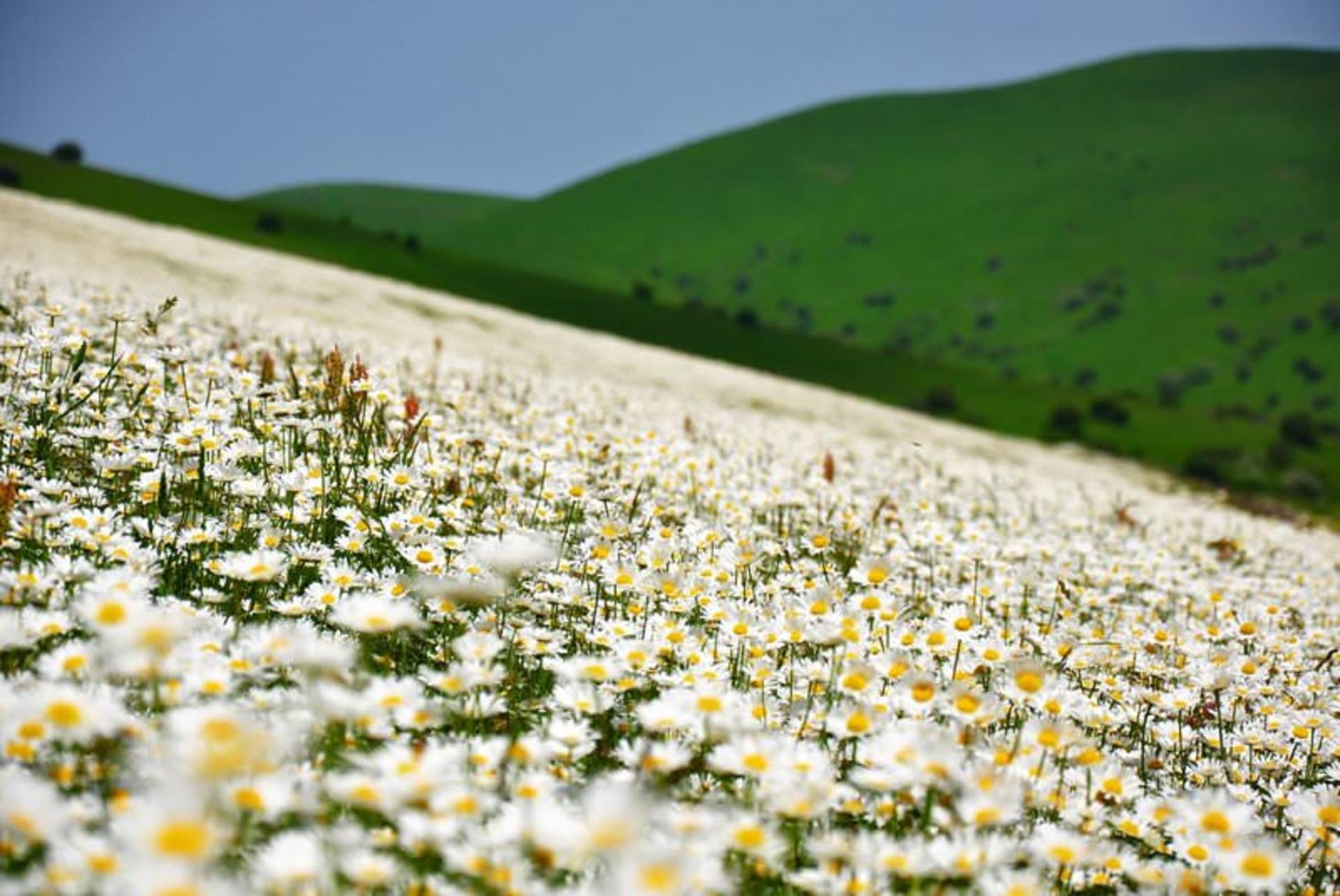 جنگل فندوقلوی اردبیل
