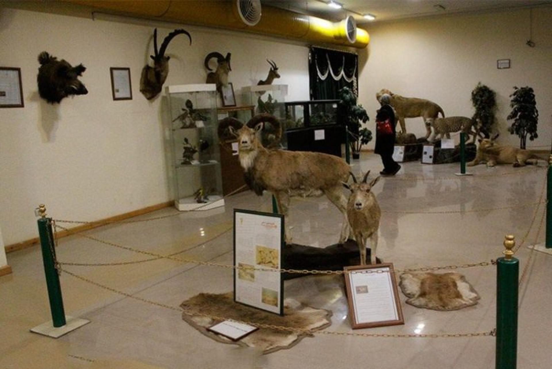 موزه تاریخ طبیعی اردبیل