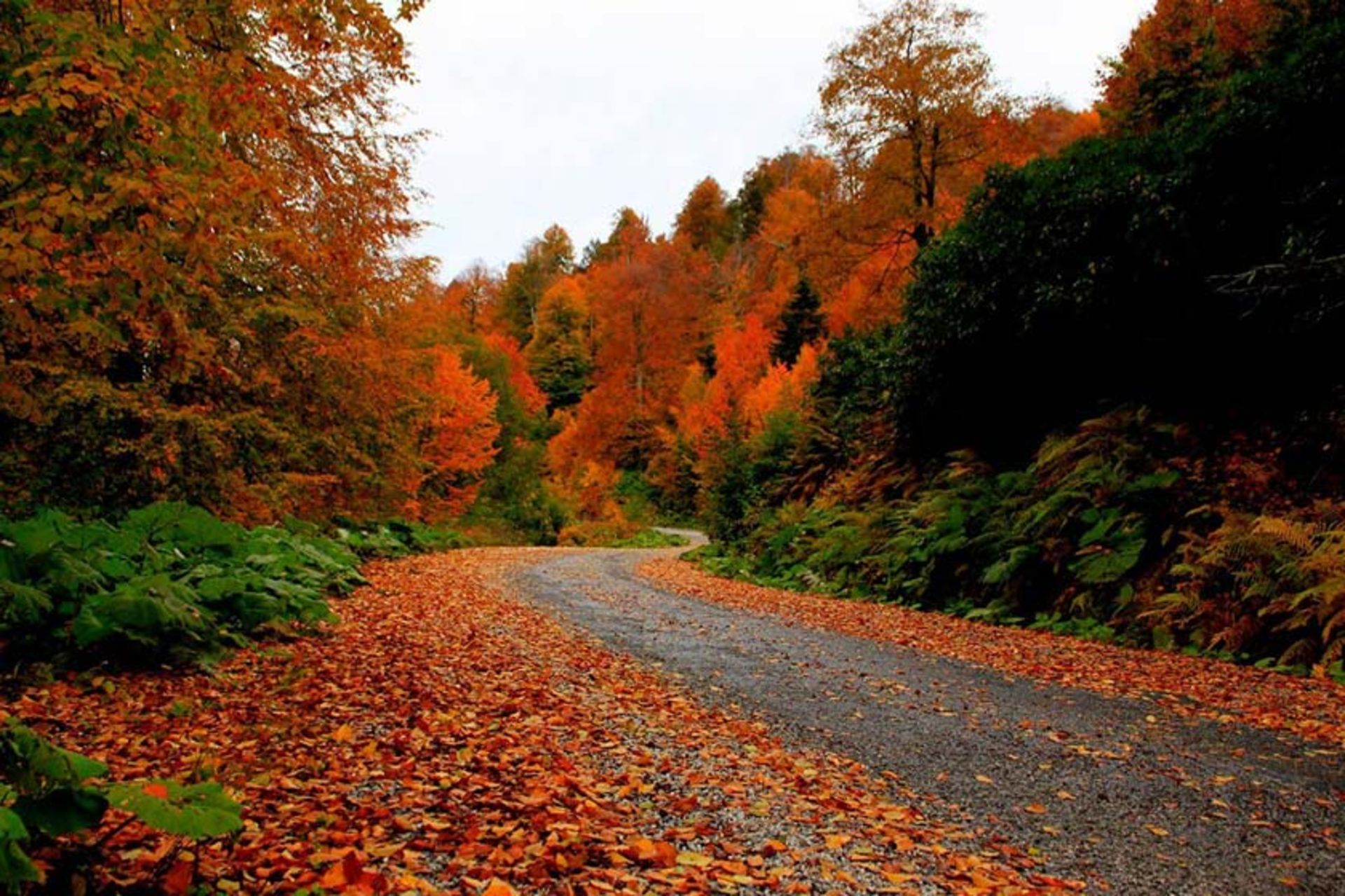 قوجاایلی