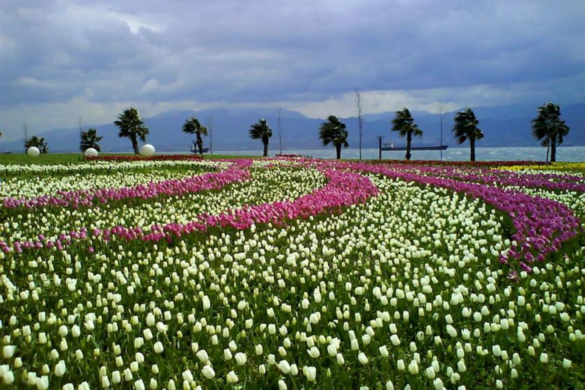 قوجاایلی