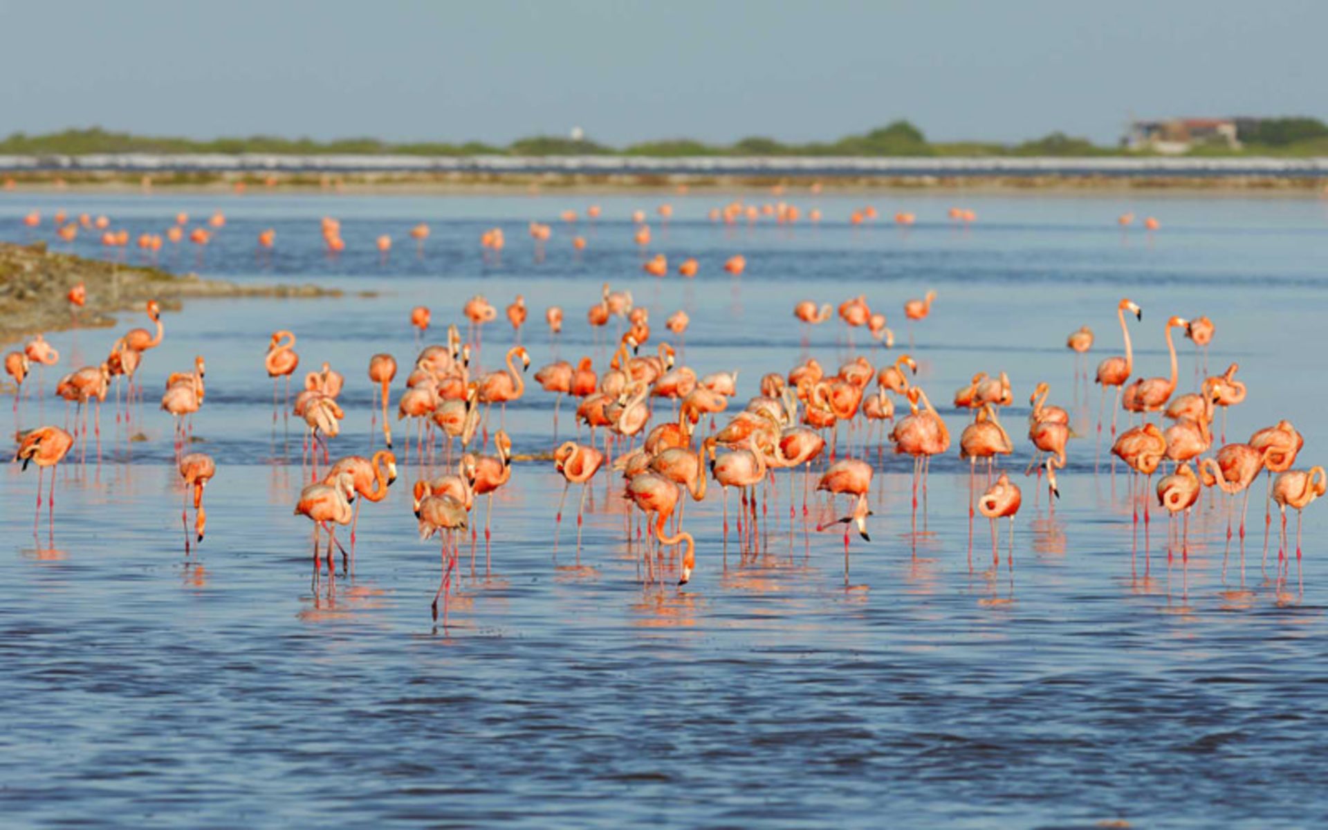 پارک ملی مانگرو (Mangrove National Park)