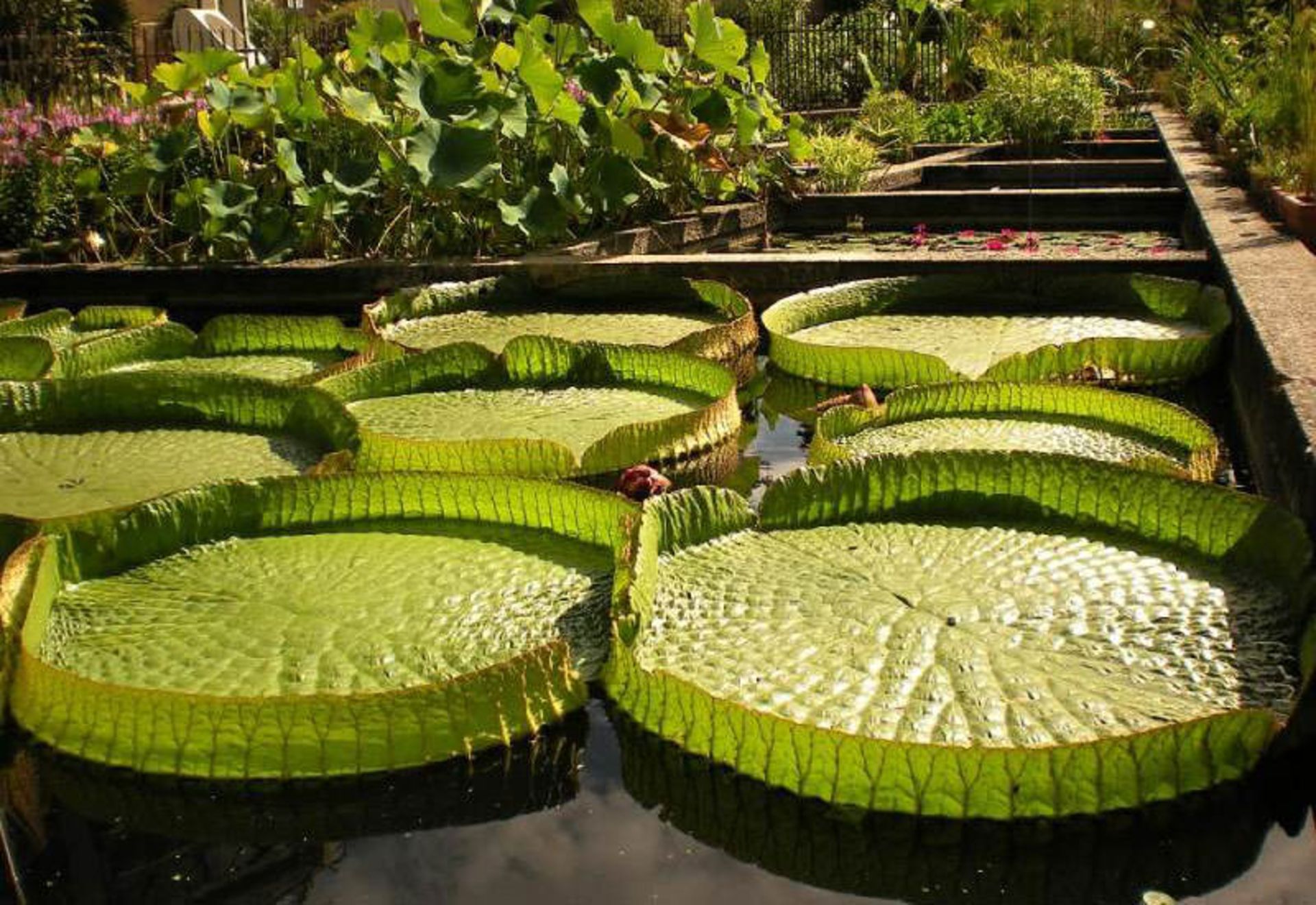 باغ گیاه شناسی باتومی (Batumi Botanical Garden)