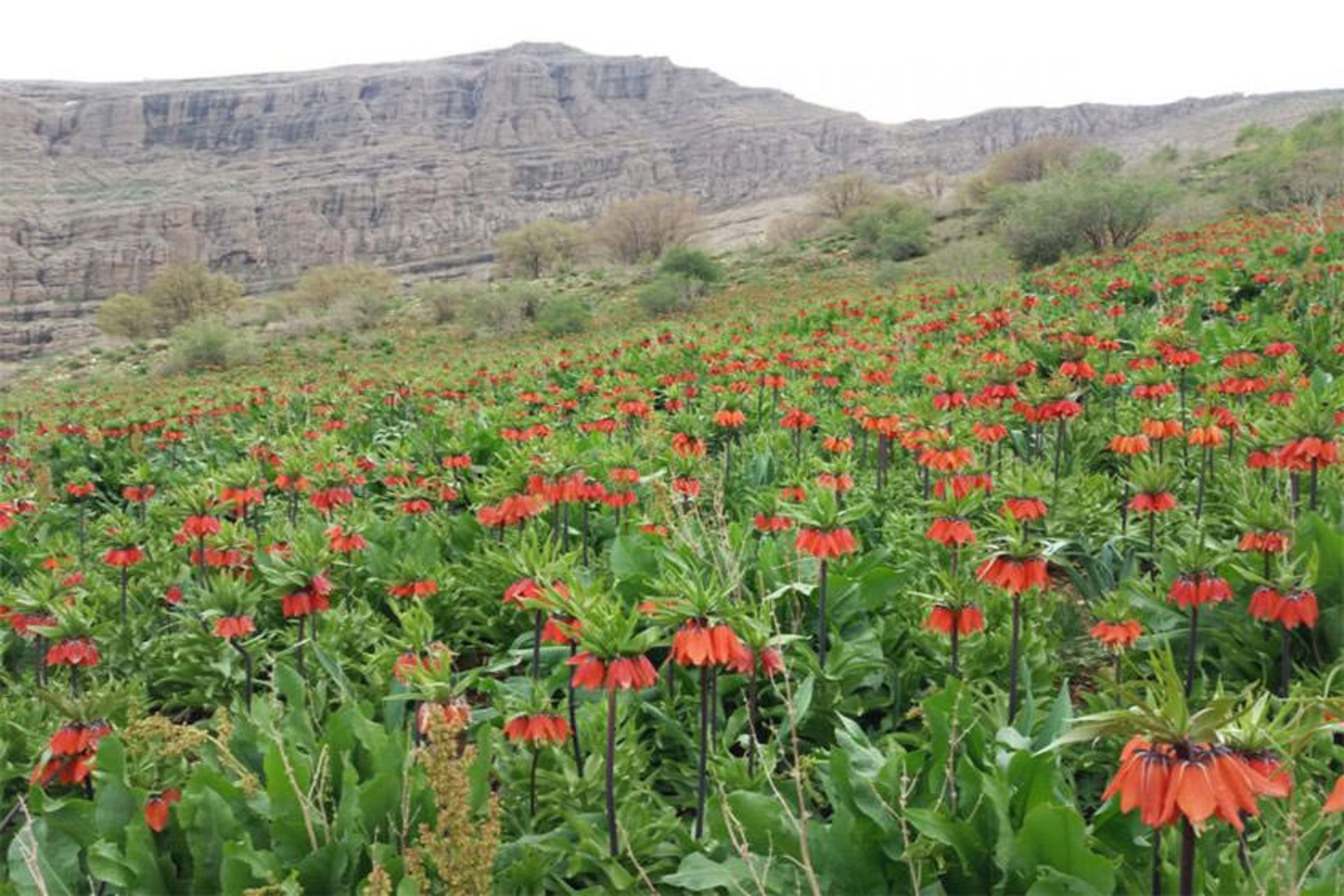 دشت لاله‌های واژگون رزستان