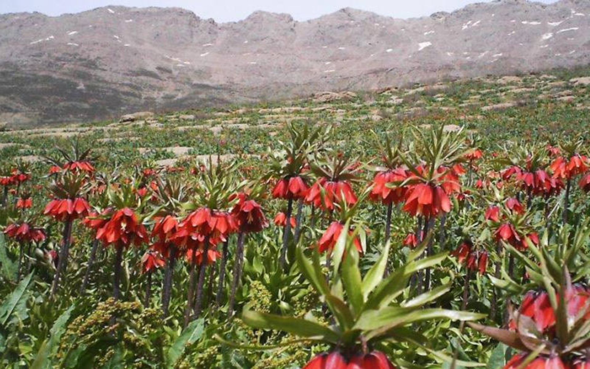 دشت‌های لاله الیگودرز