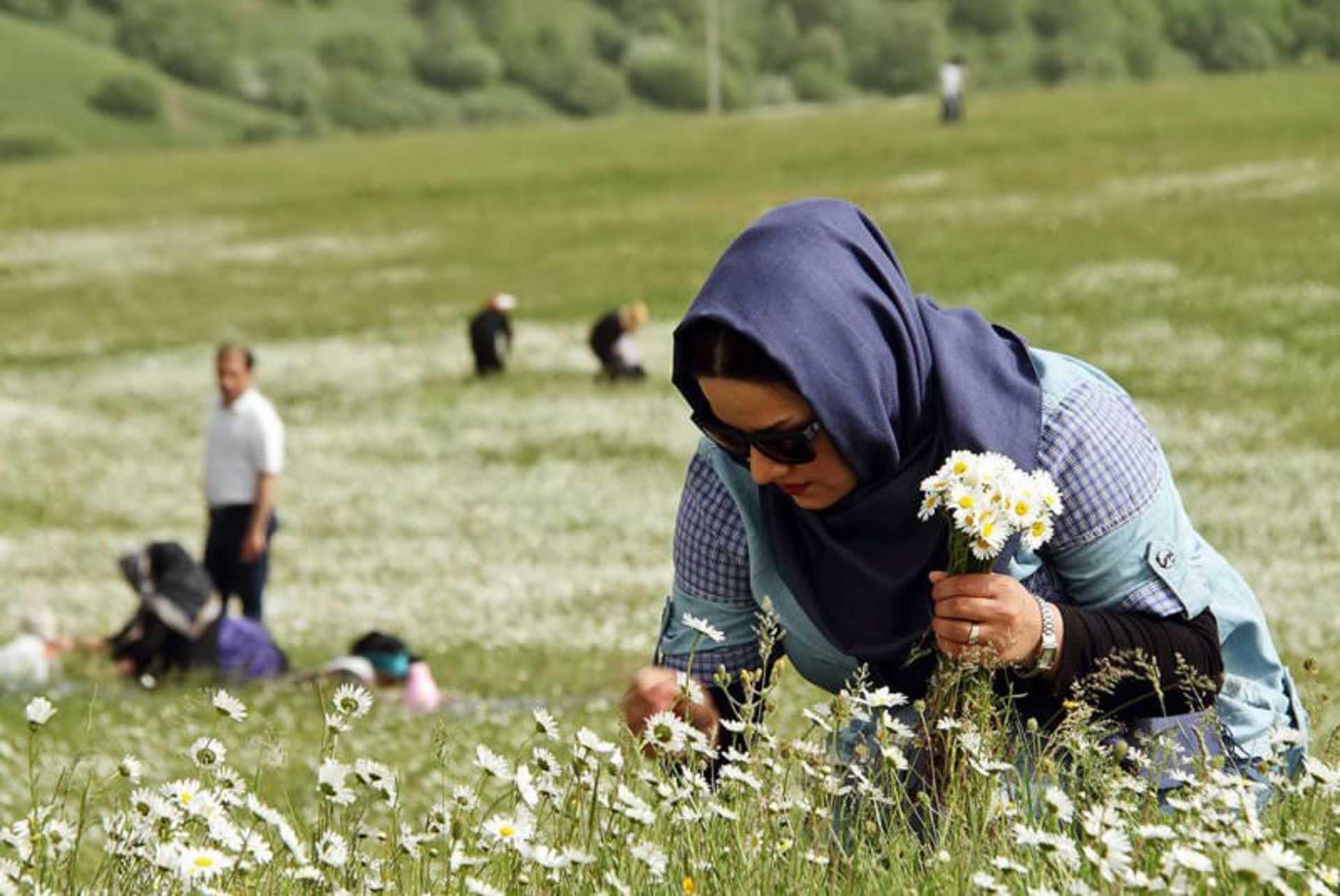 جشنواره گل های بابونه اردبیل