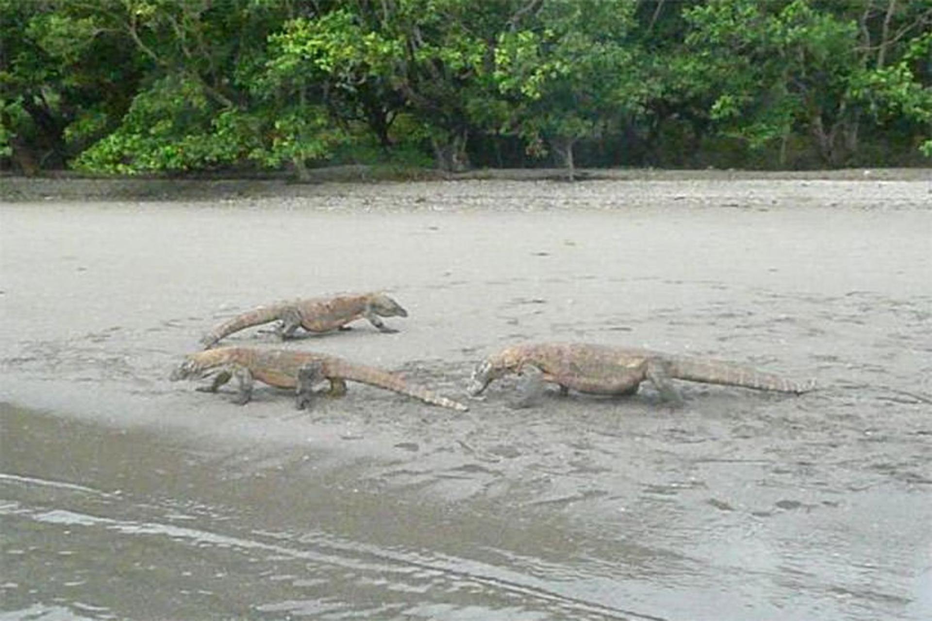 Komodo National Park