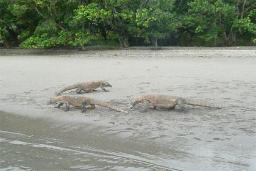 Komodo National Park